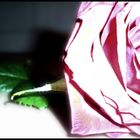 Rose 1