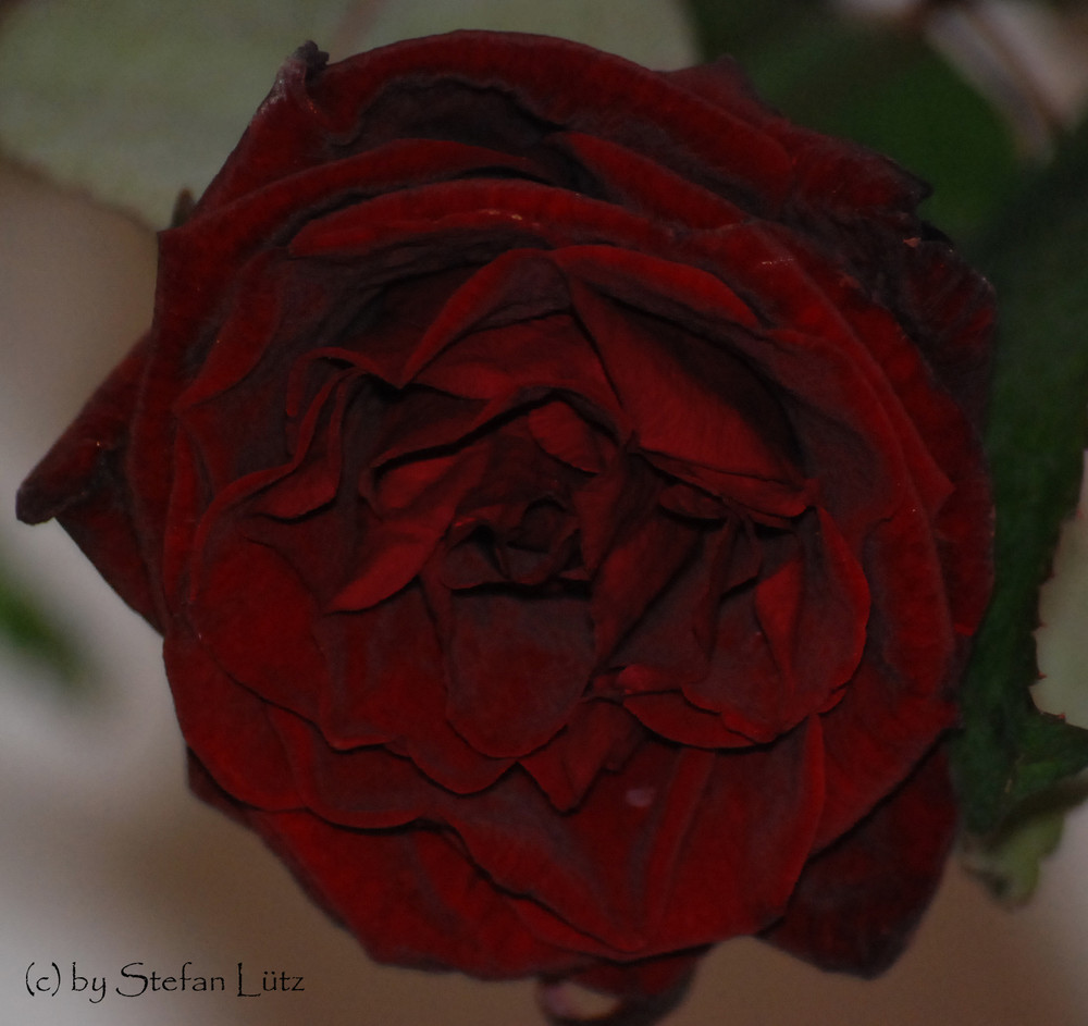 Rose 1