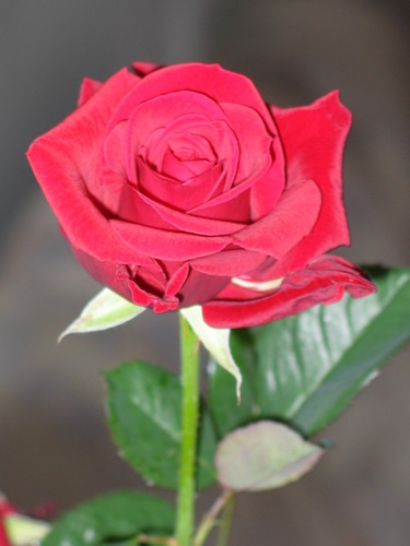 rose 1