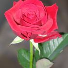 rose 1