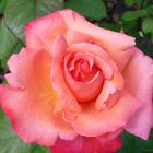 Rose (1) - Journées de la Rose - Abbaye de Chaalis (oise)