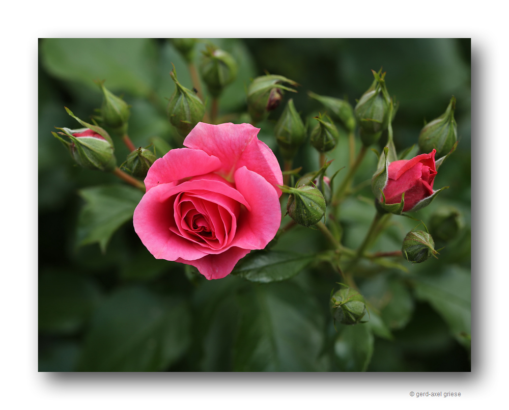 Rose # 1140