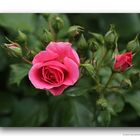 Rose # 1140