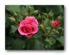 Rose # 1140