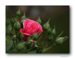 Rose # 1141