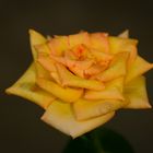 Rose #14