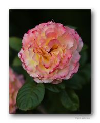 Rose # 1447