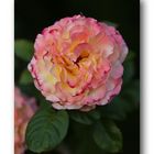 Rose # 1447