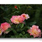Rose # 1448