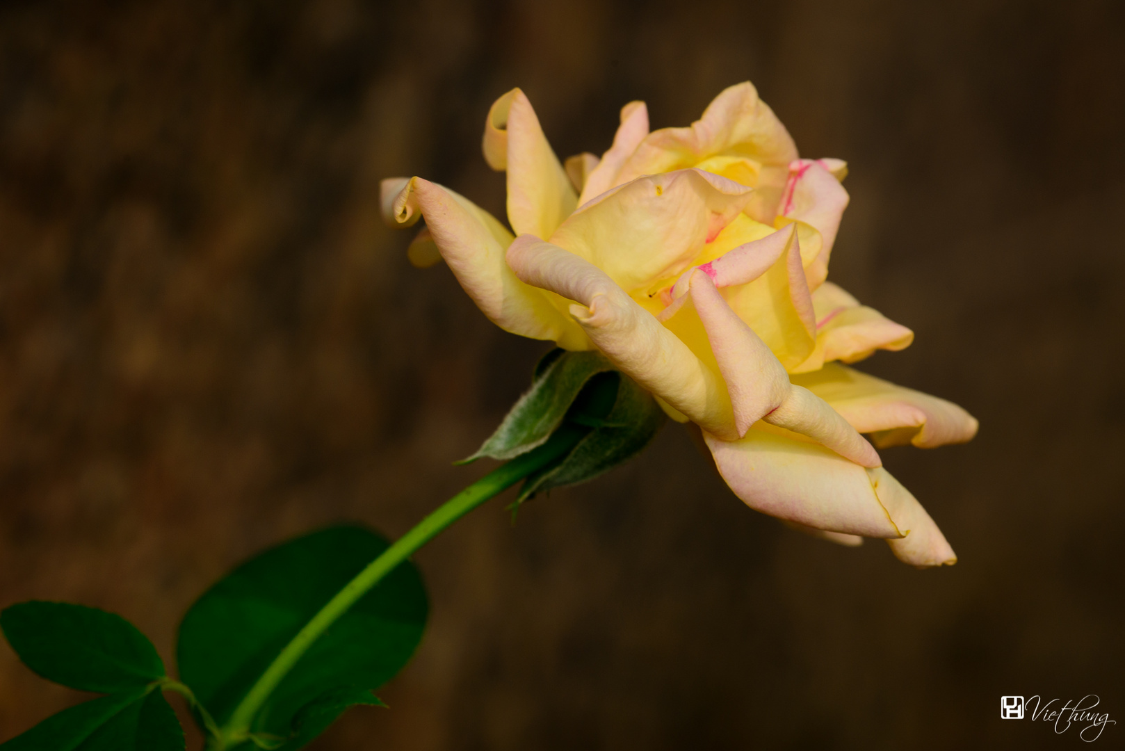 Rose #15