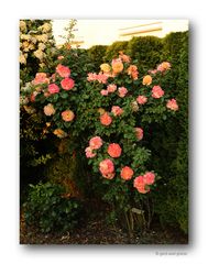Rose # 1586