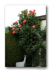 Rose # 1590