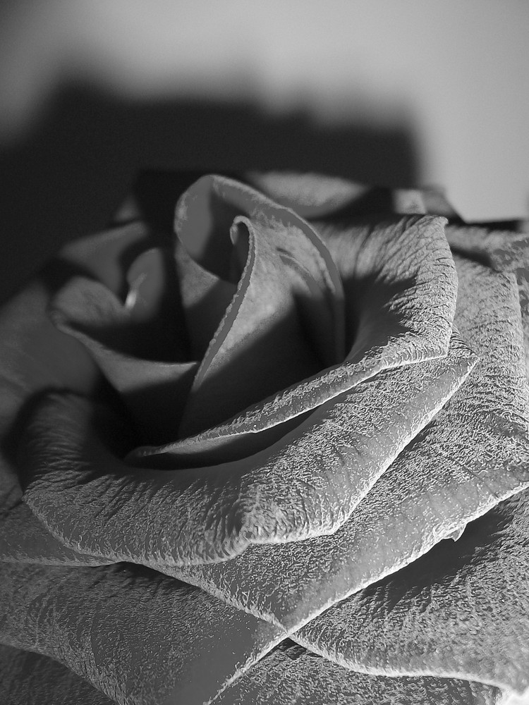 Rose 1/8