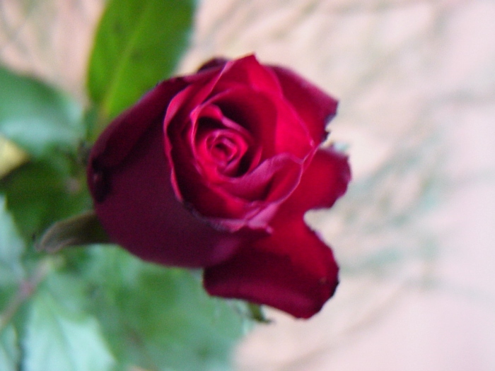 Rose *