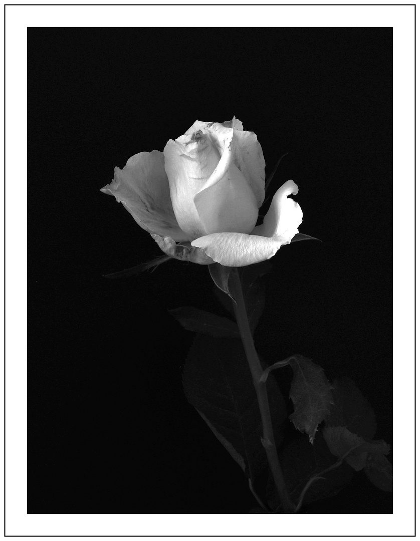 Rose (2)