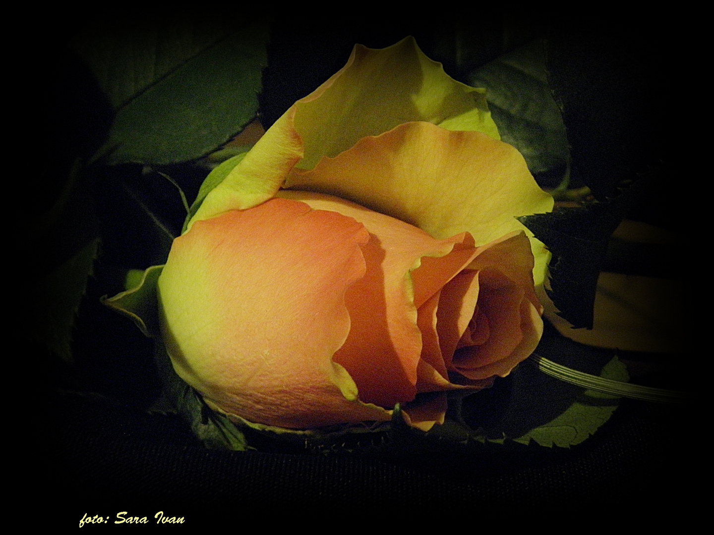 ---Rose ---2