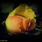 ---Rose ---2