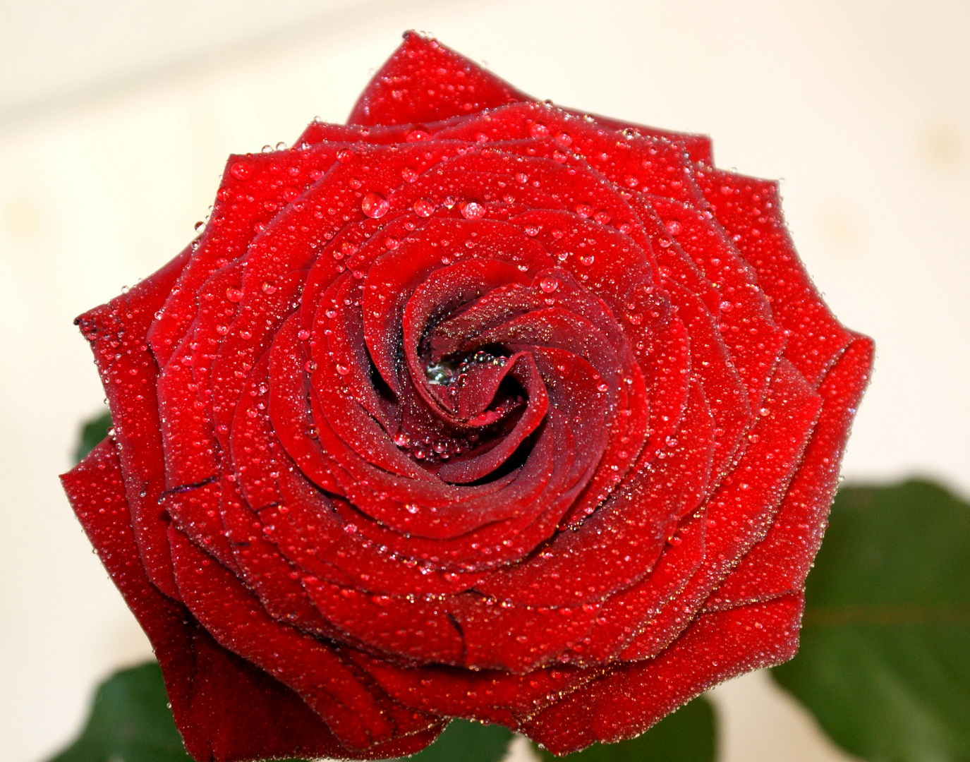 Rose 2