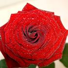 Rose 2