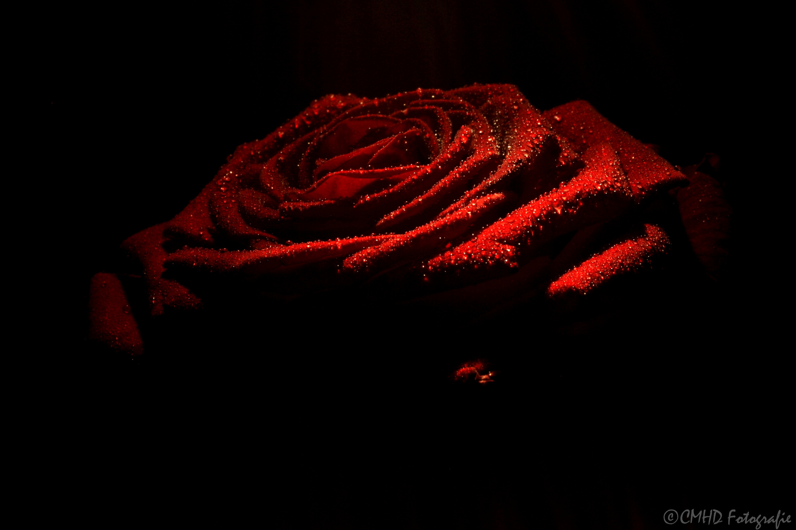 Rose 2