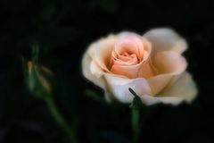 Rose / 2