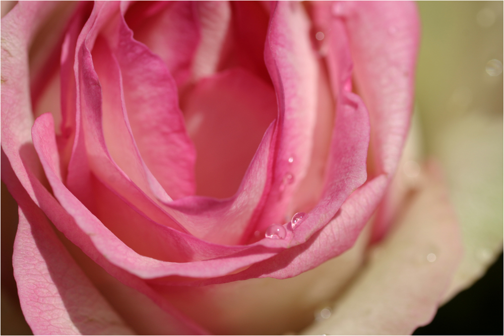 rose (2)