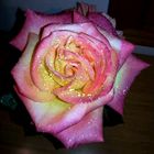 Rose 2