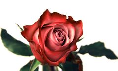 Rose 2