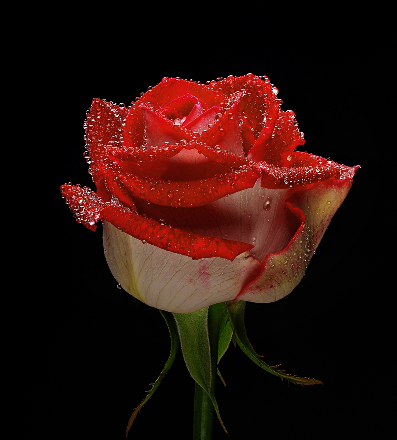 Rose 2