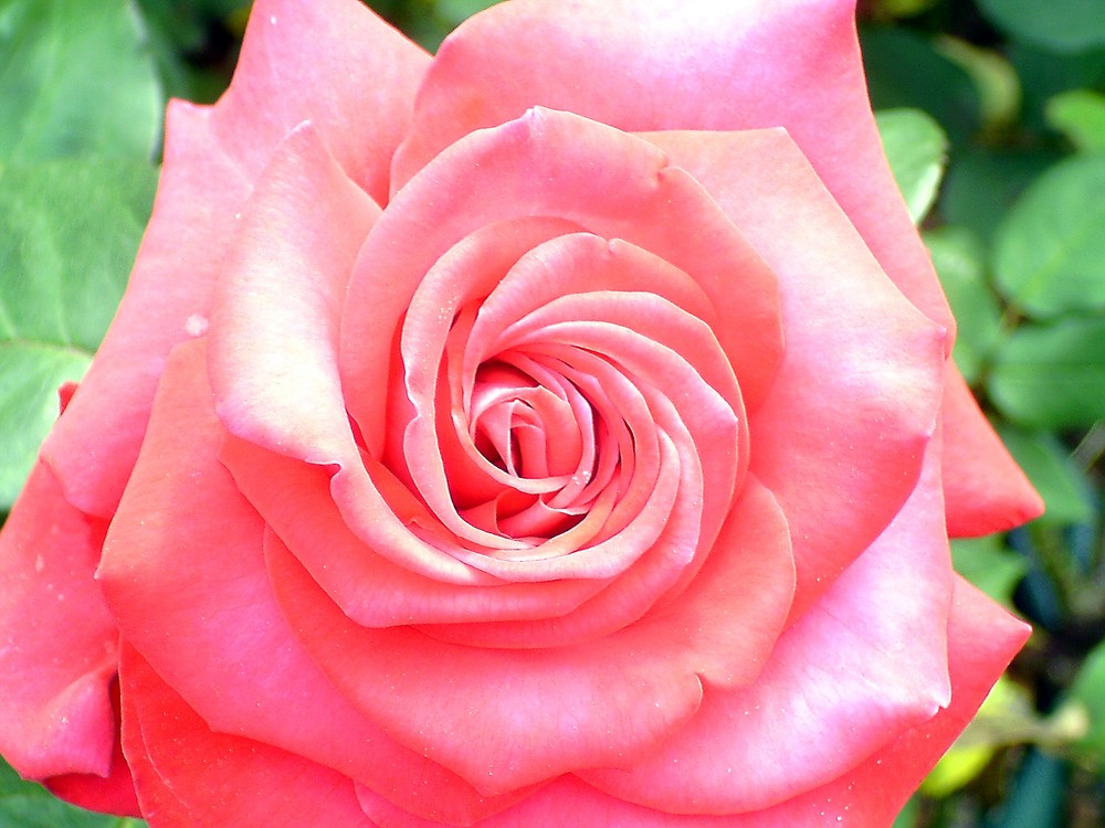 rose 2