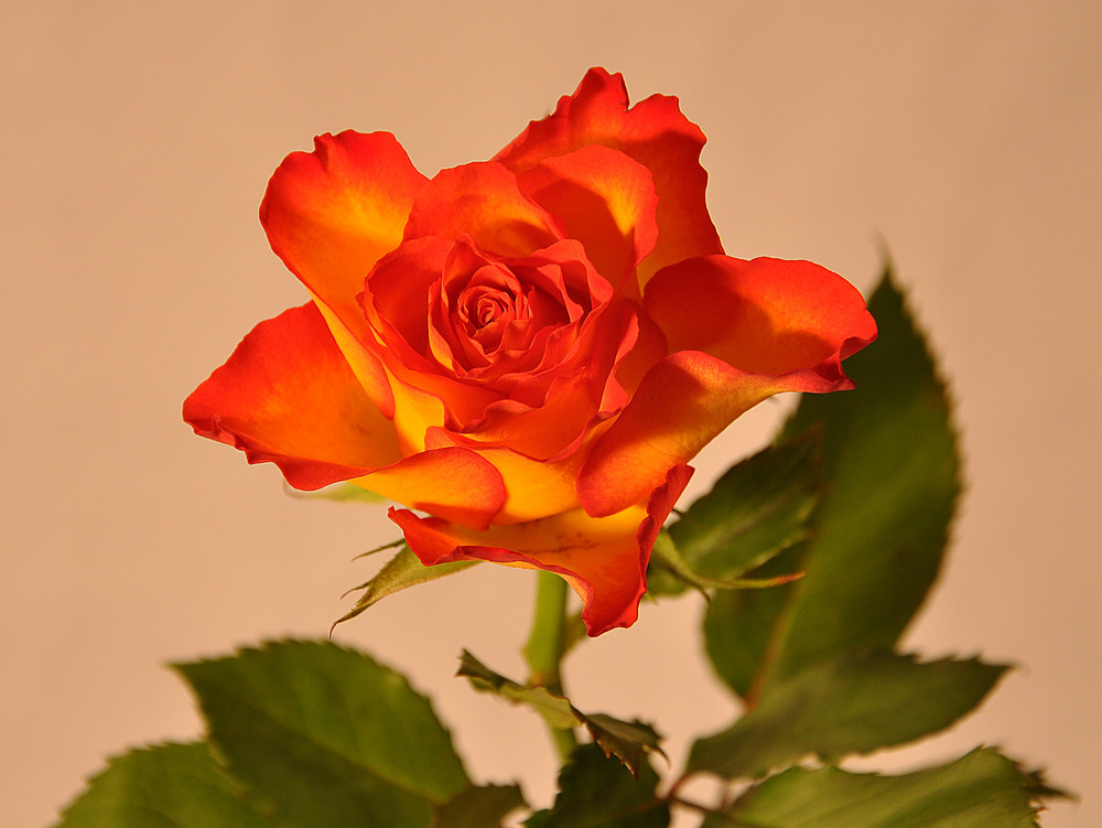 ---- Rose 2 ---