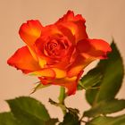 ---- Rose 2 ---
