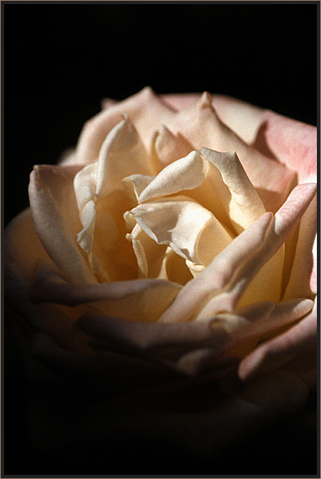 Rose 2