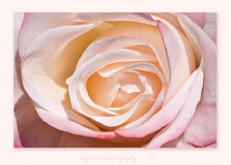 ~ rose 2 ~