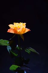 Rose 2