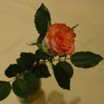Rose (2) für meine Traumfrau