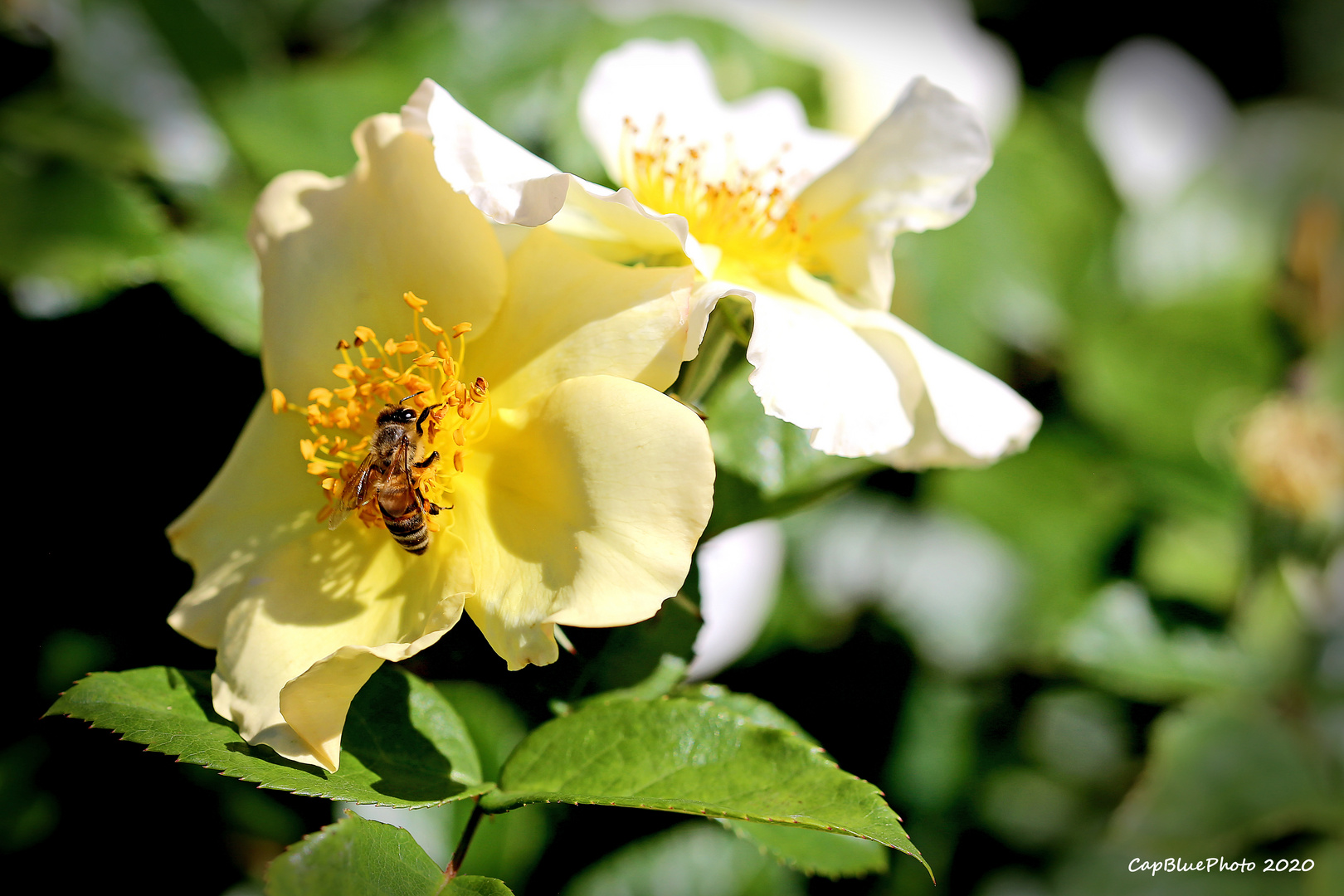 Rose 2 mit Besuch