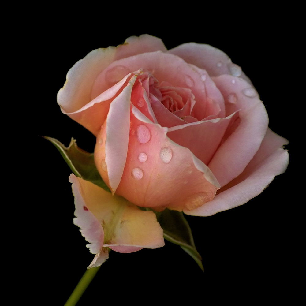 Rose 2008