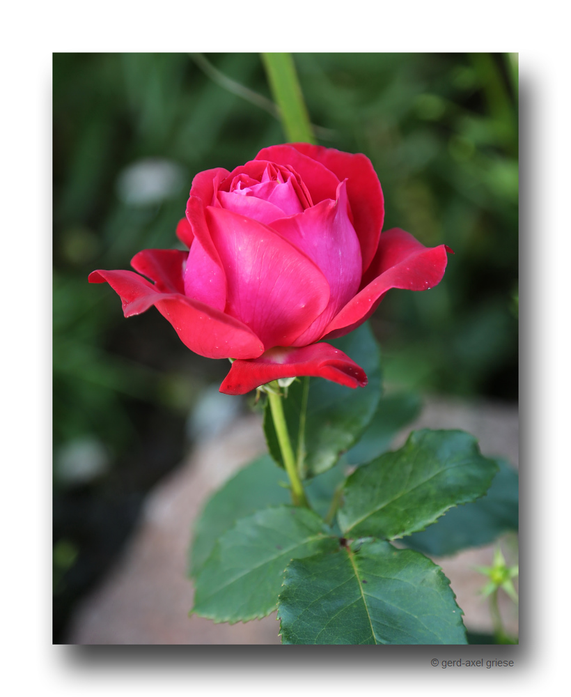 Rose # 2236