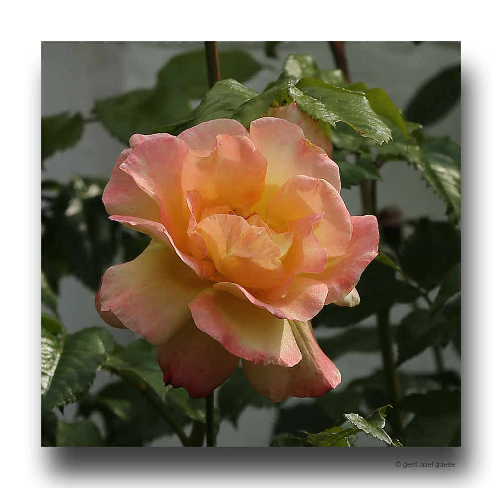 Rose # 2306