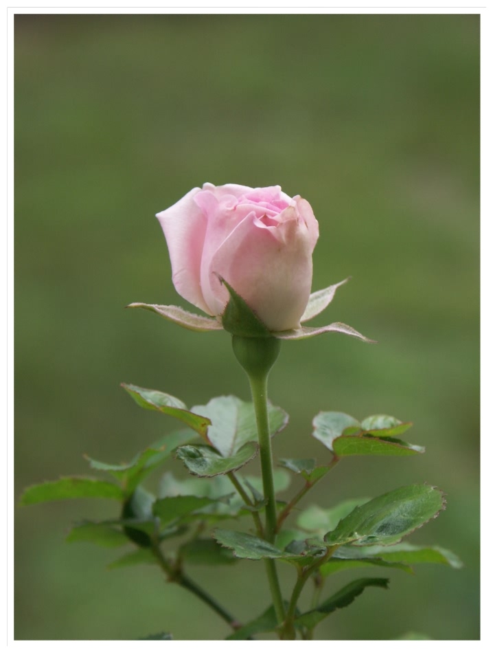 ~Rose~