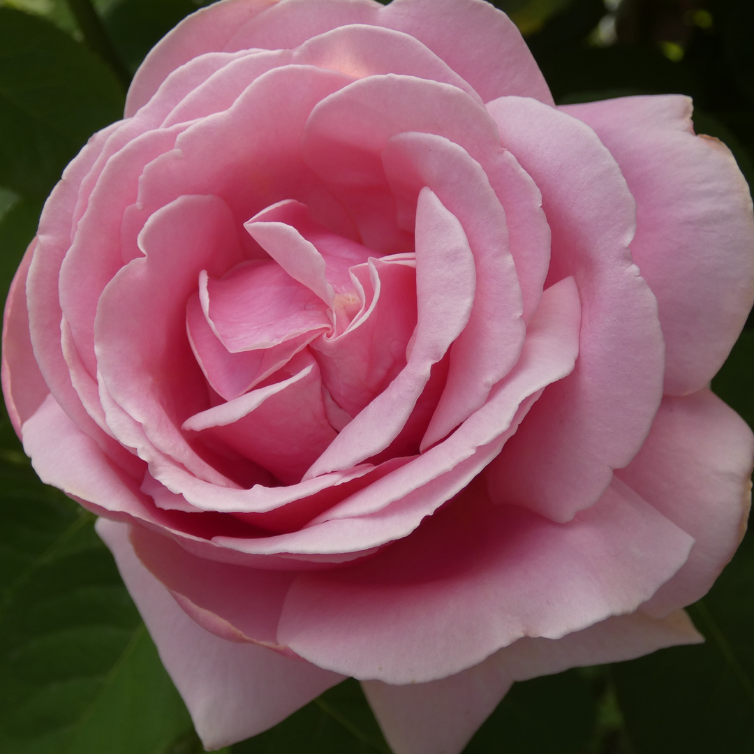 rose #25 (KS-229)