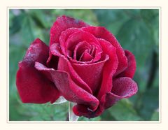 Rose #2626_1