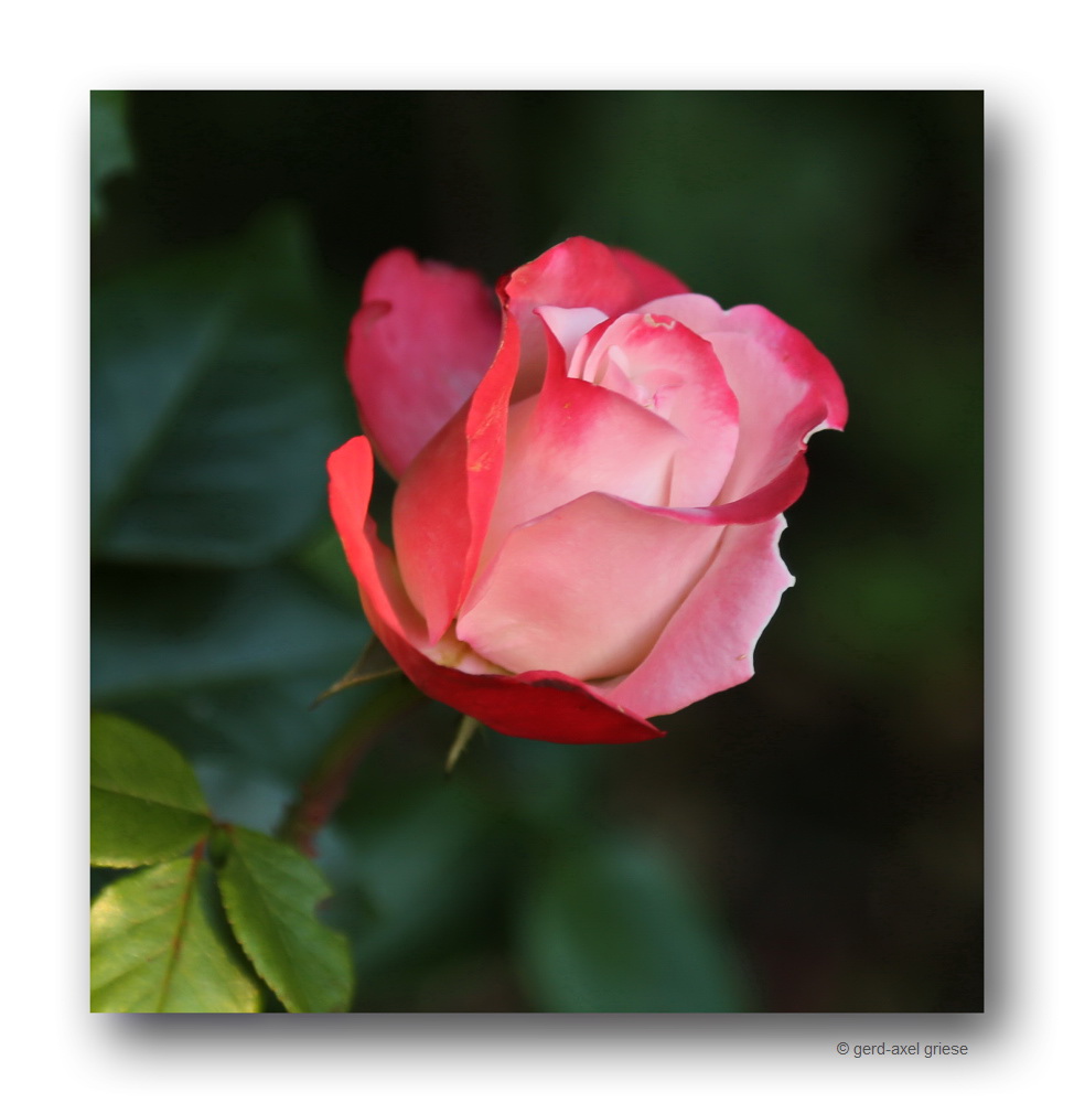 Rose # 2696