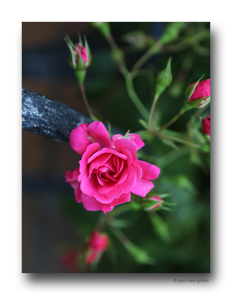 Rose # 2697