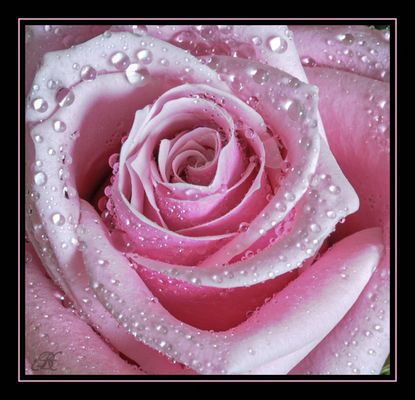 Rosen Bilder & Fotos