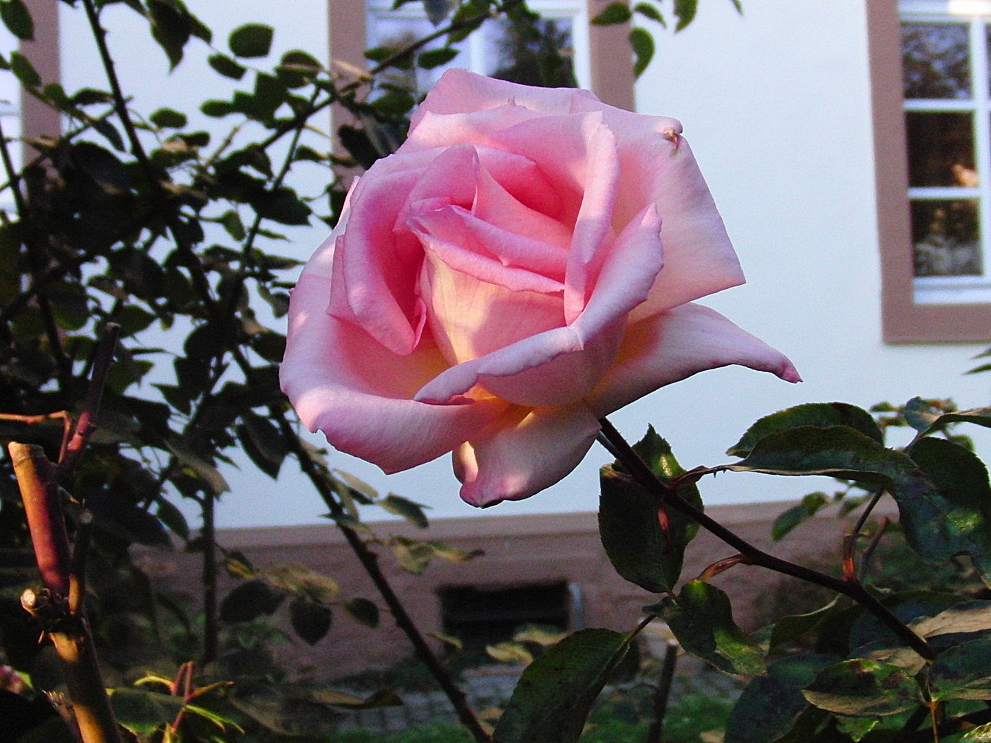 Rose´´