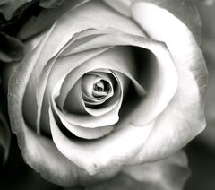 Rose 3