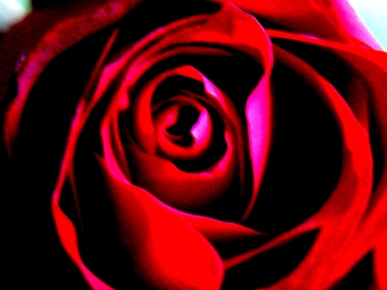 Rose 3