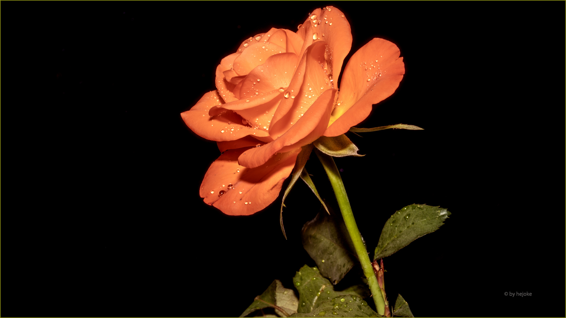 Rose 3_